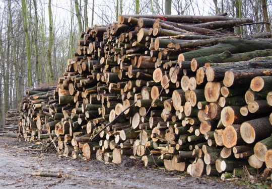 Waldholz ist der klassische Bioenergieträger. Zunehmend werden auch Energiepflanzen und Abfallstoffe genutzt. Foto: Stefan Schroeter